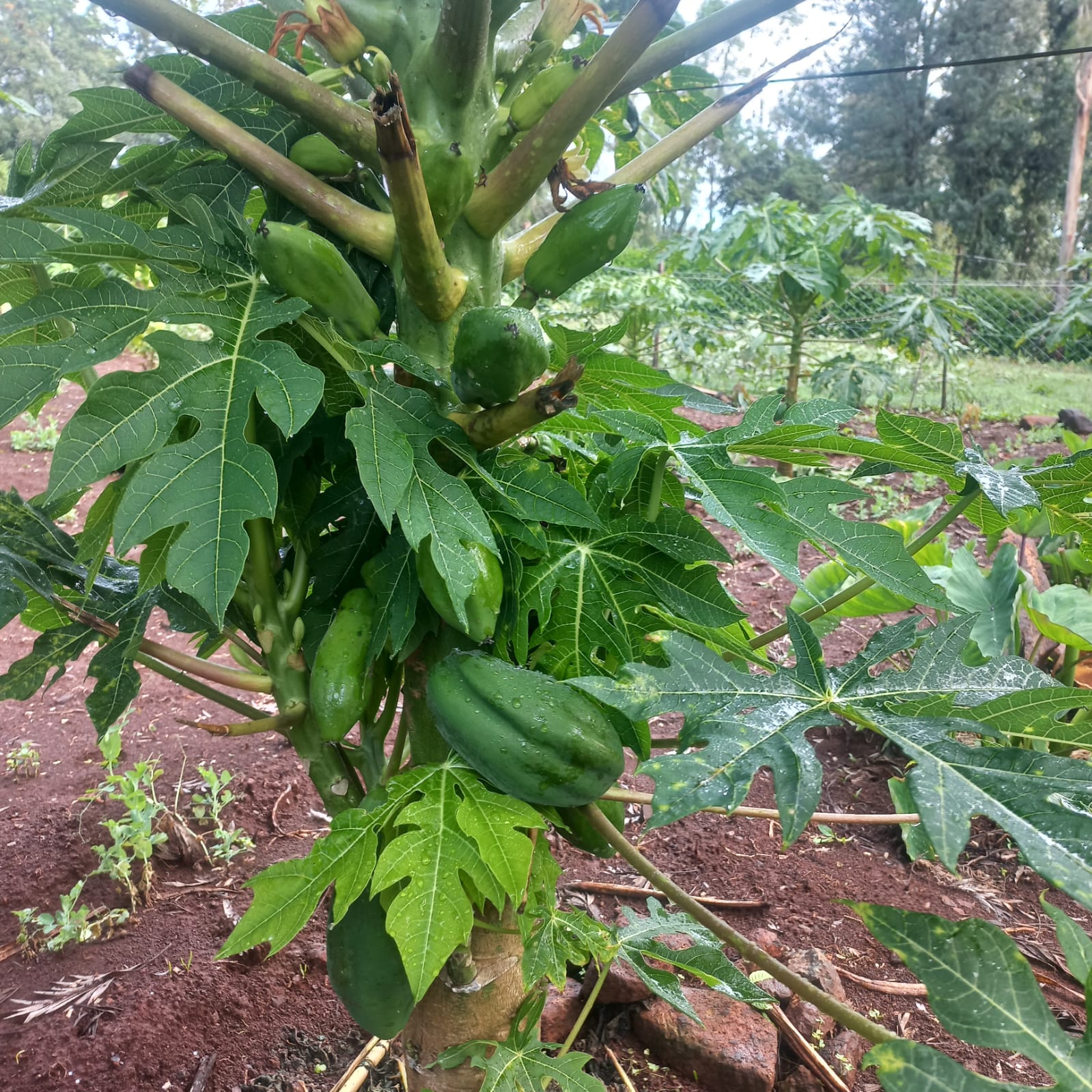 JOATEC team working on the field
